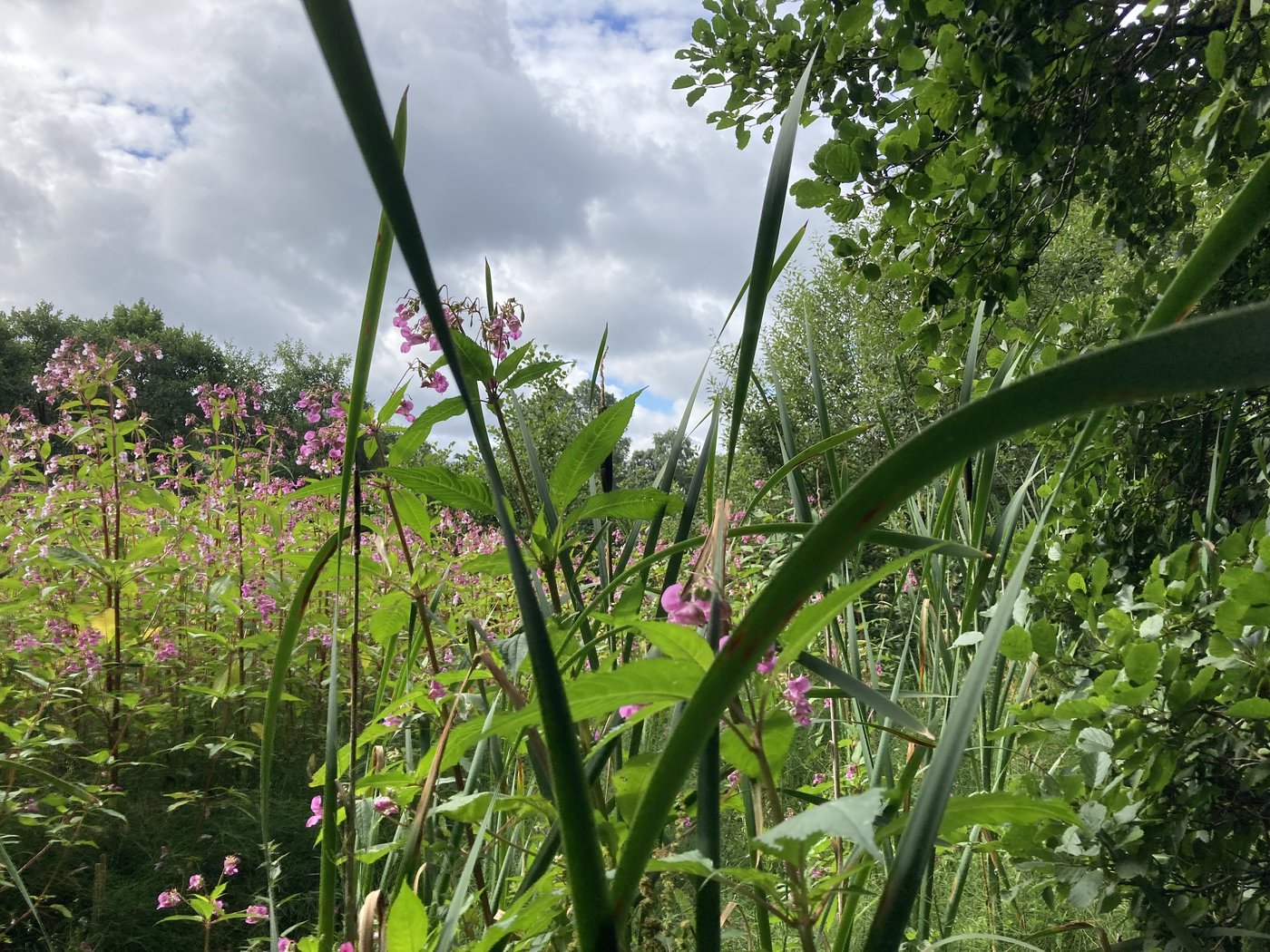 Invasive Himalayan balsam, cleared from the banks each year
