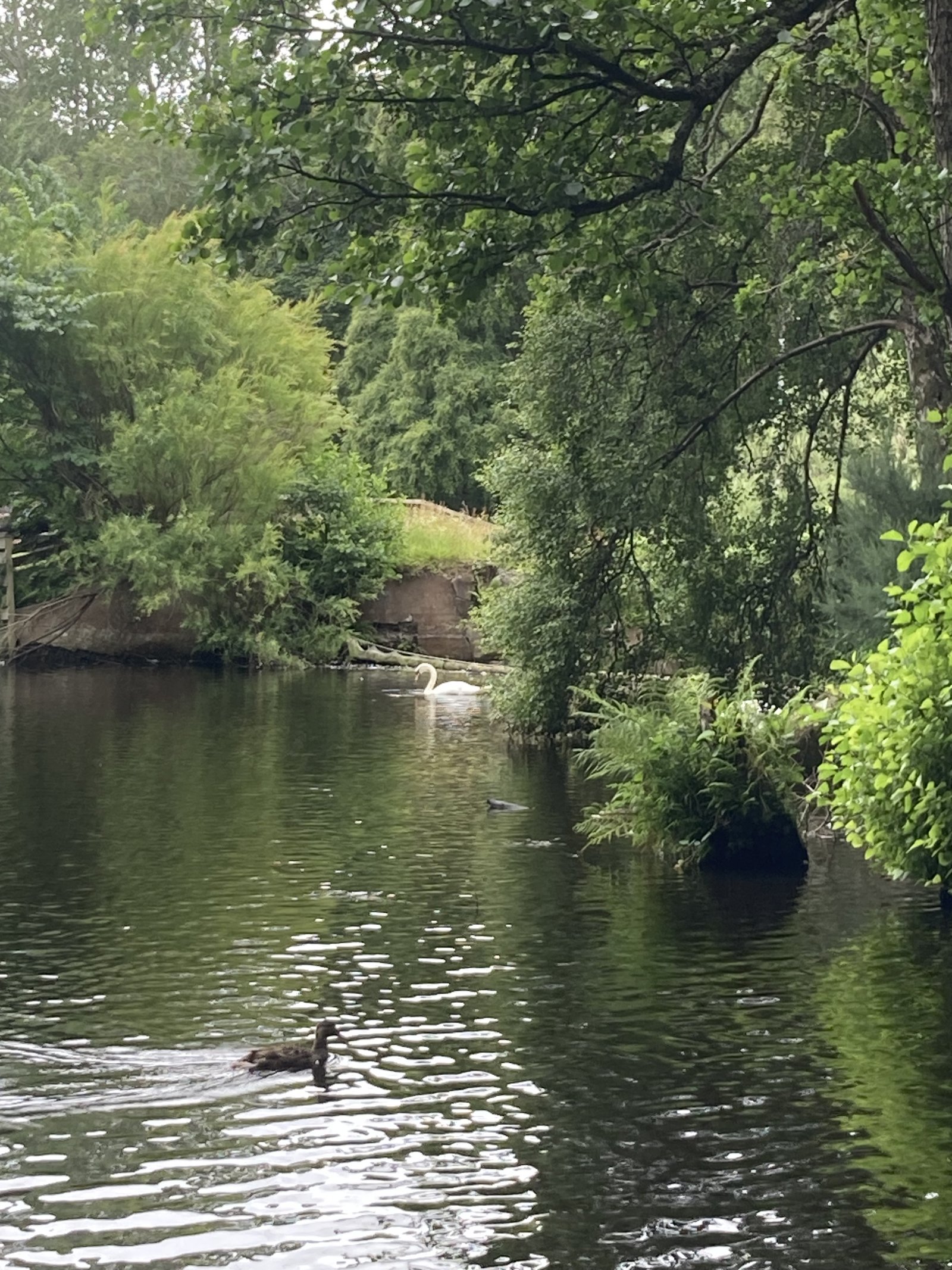 The quiet, wooded margins of the pond