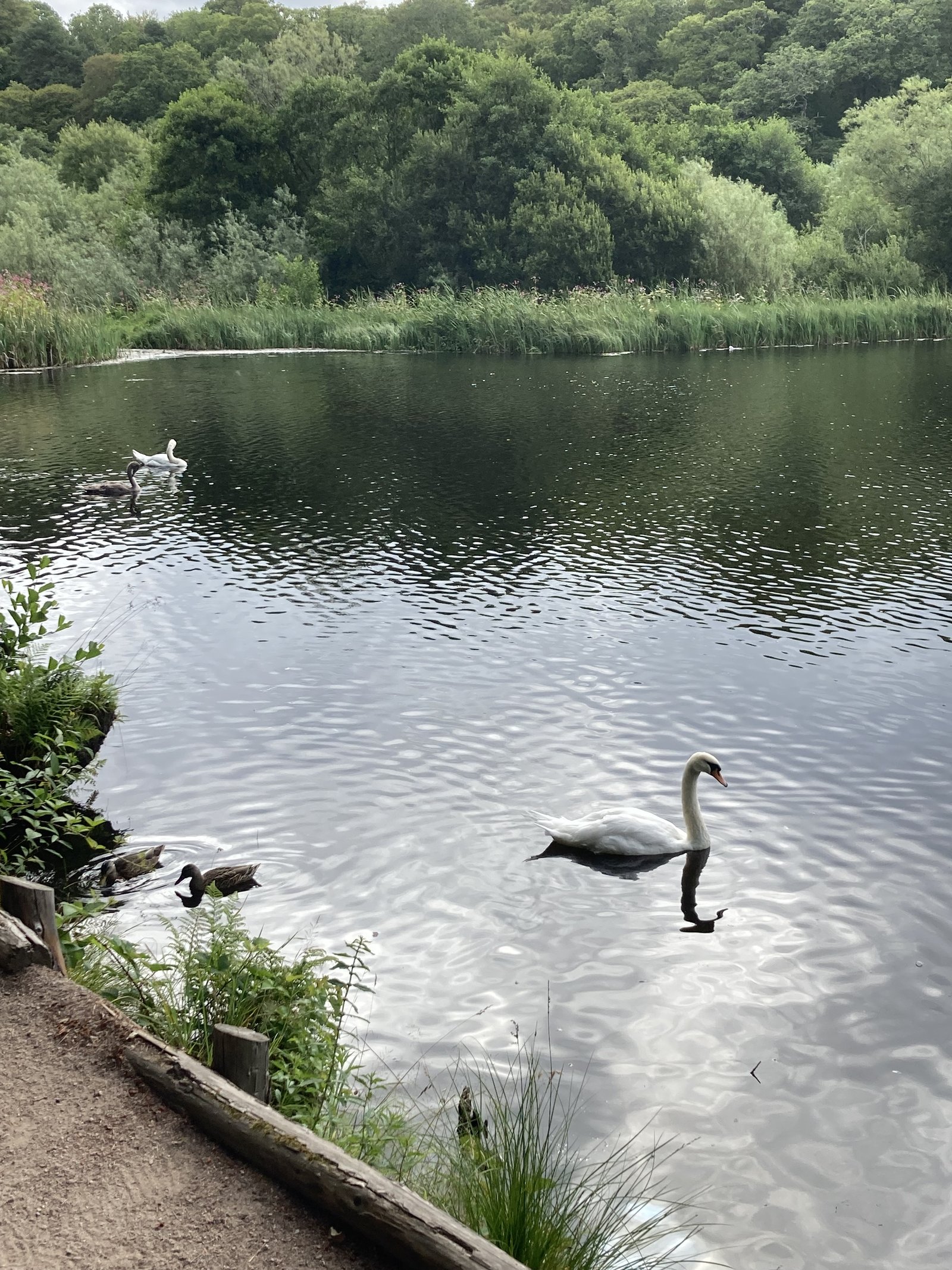 A resident mute swan on Sanquhar Pond