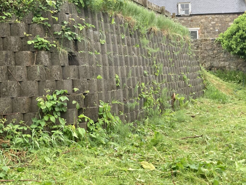 Edible Wall